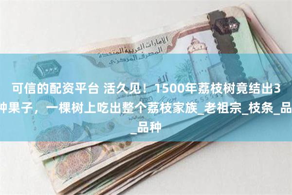 可信的配资平台 活久见！1500年荔枝树竟结出30种果子，一棵树上吃出整个荔枝家族_老祖宗_枝条_品种